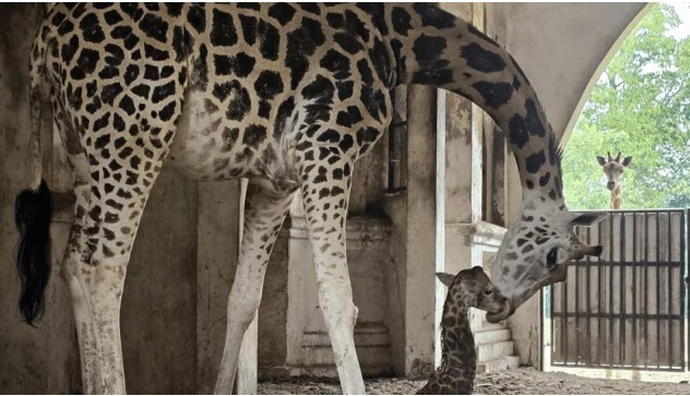 "Giraffe cub at Kolkata Alipore Zoological Garden"